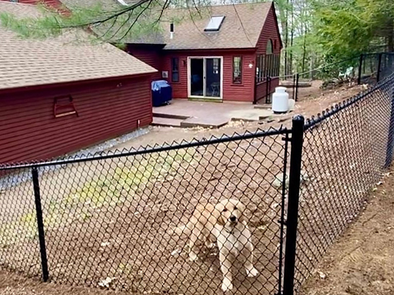 Residential Chain Link Fence - Derry, New Hampshire